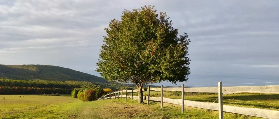 Hotel Sz�palma Porva-Sz�palmapuszta