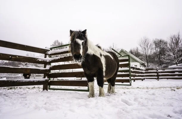Hotel Sz�palma Porva-Sz�palmapuszta