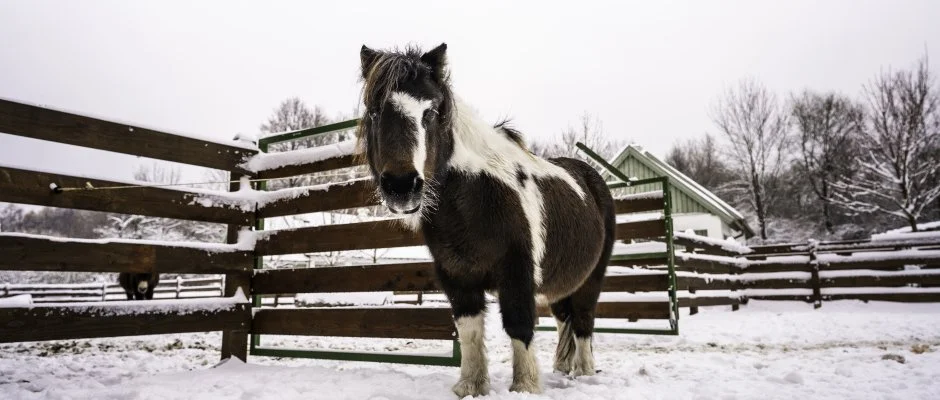 Hotel Sz�palma Porva-Sz�palmapuszta