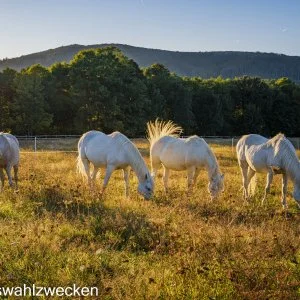  Porva-Szépalmapuszta - Pünkösdi hosszú hétvége (min. 3 éj)