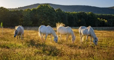 P�nk�sdi hossz� h�tv�ge (min. 3 �j)