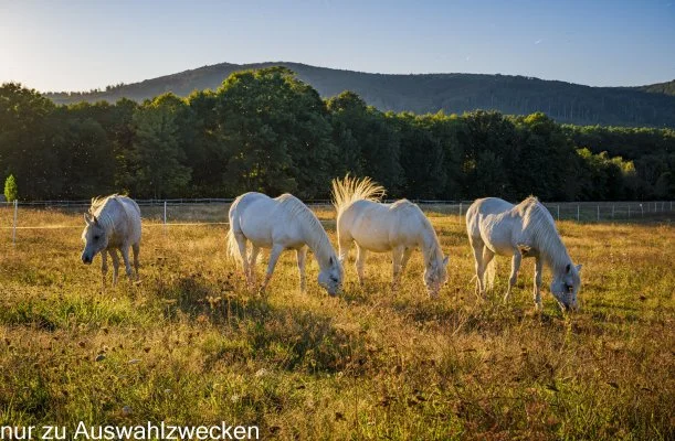 Hotel Sz�palma Porva-Sz�palmapuszta