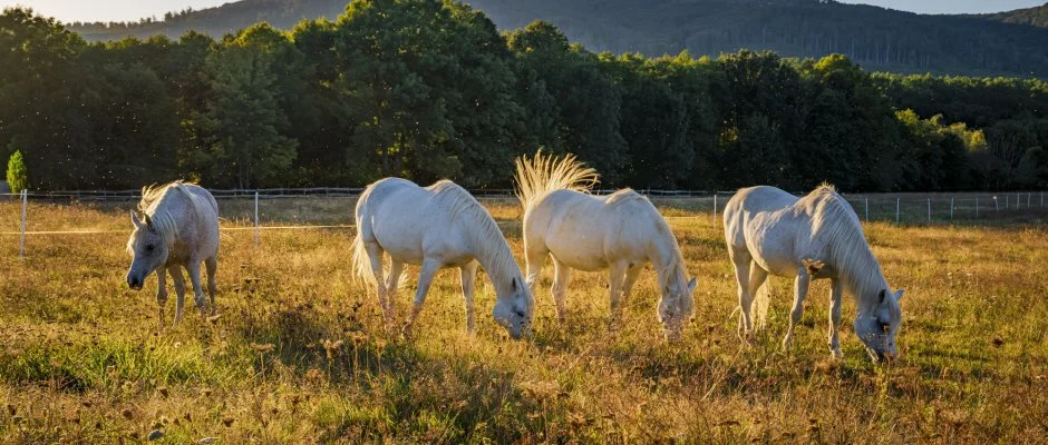 Hotel Sz�palma Porva-Sz�palmapuszta