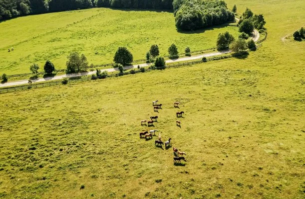 Hotel Sz�palma Porva-Sz�palmapuszta