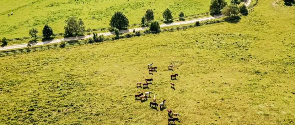 Hotel Sz�palma Porva-Sz�palmapuszta