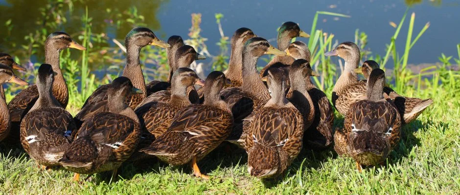 Terml Hotel Vesta Tpiszecs