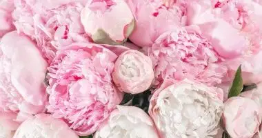 P�nk�sd (min. 3 �j)