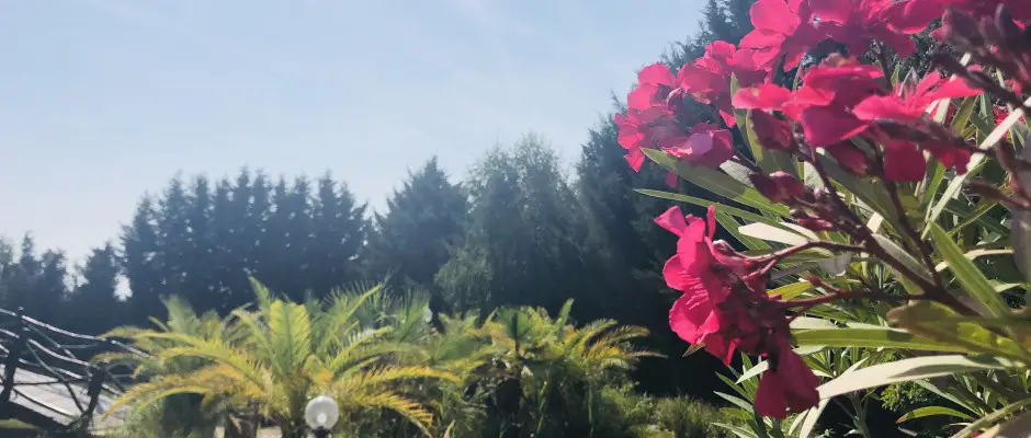 Park - a Bagolyvr Inrcs ajnlsval