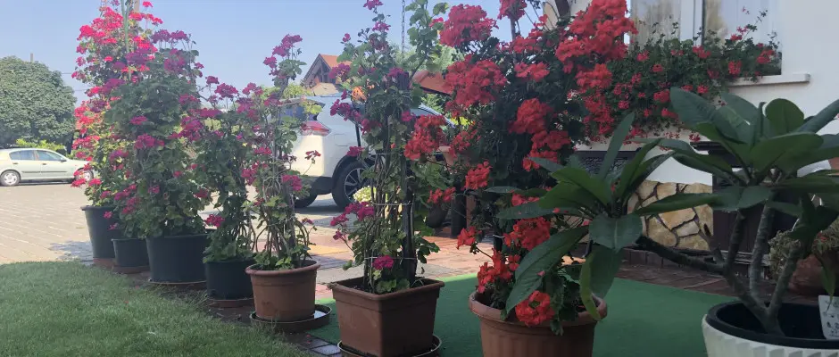 Park - a Bagolyvr Inrcs ajnlsval