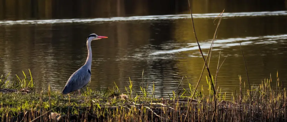 Holt-Tisza - a Barack Thermal Apartmanok ajnlsval