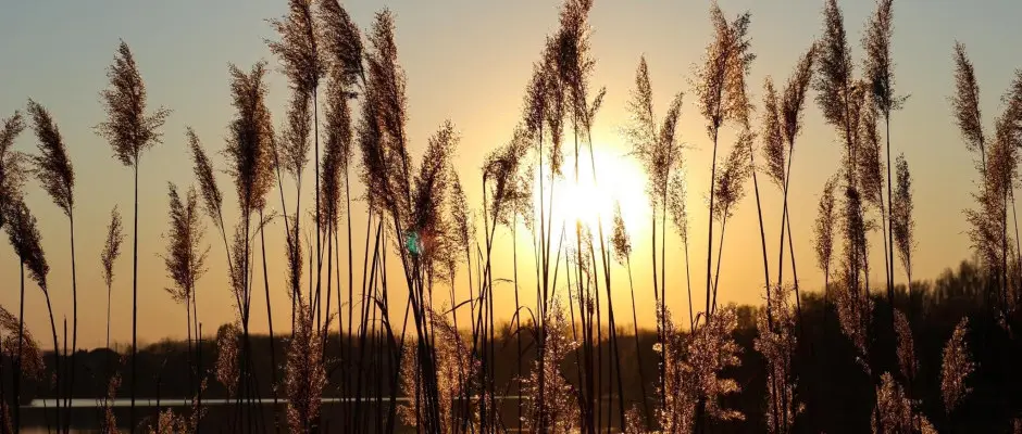 Holt-Tisza - a Barack Thermal Apartmanok ajnlsval