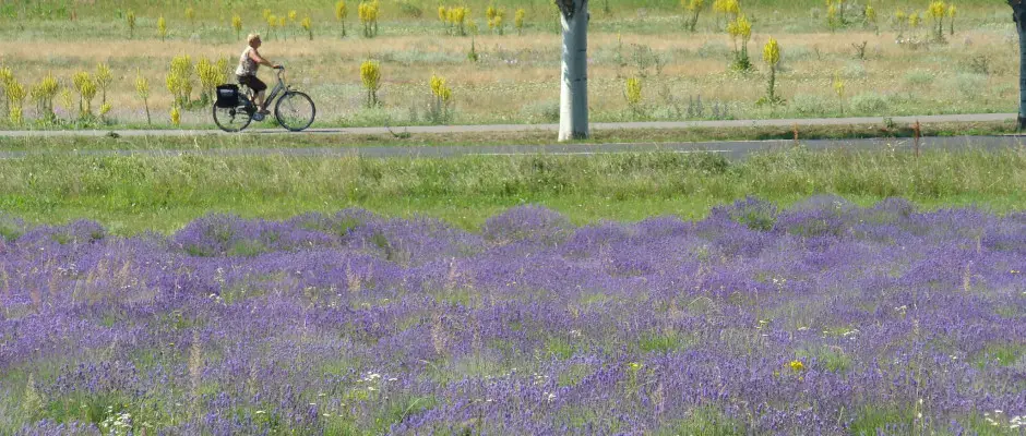 Levendula - a Club Tihany Hotel ajnlsval