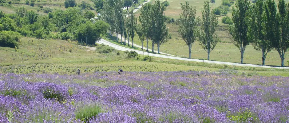 Levendula - a Club Tihany Hotel ajnlsval