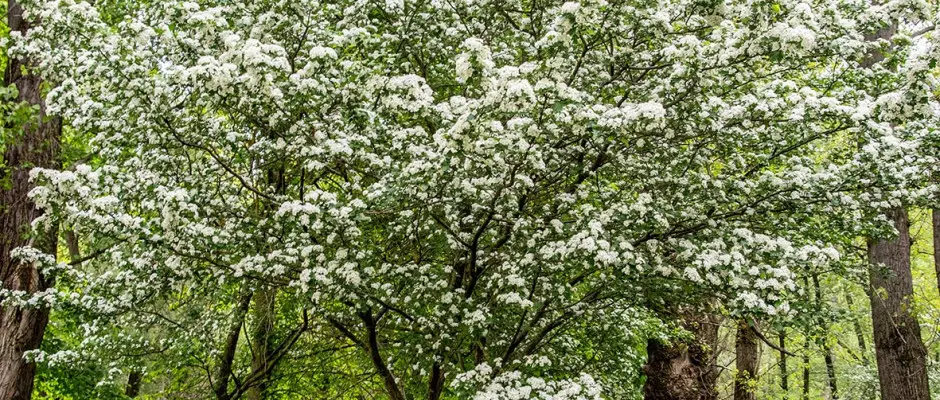táj - a Csodaszarvas Tájpark ajánlásával