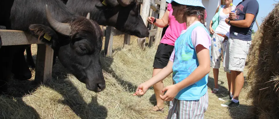 Nagyszkss-tavi bivalygulya - az Hotel Elixr ajnlsval