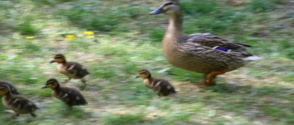 Kiskacsák a kertben - a Geréby Kúria ajánlásával
