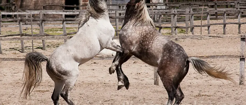 Lovak lovasudvarunkban - a Geréby Kúria ajánlásával