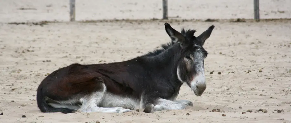 Csacsi a lovasudvarunkban - a Geréby Kúria ajánlásával