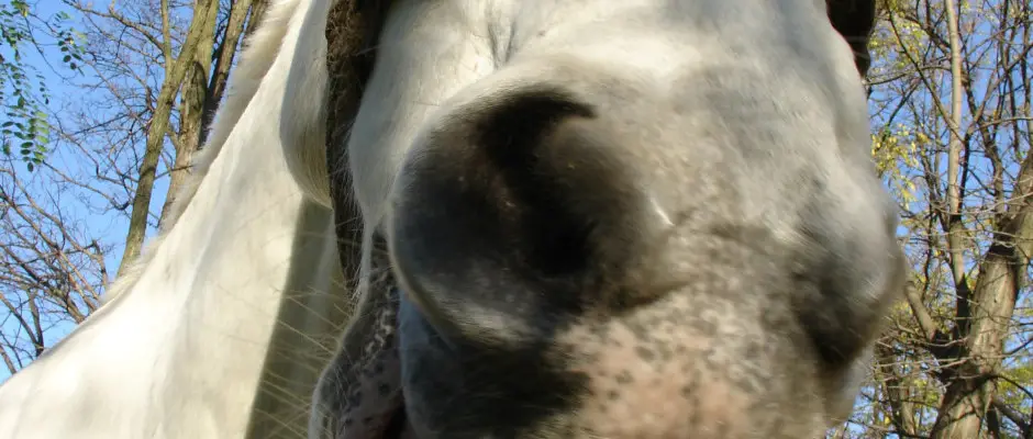 Lovasudvar - a Geréby Kúria ajánlásával