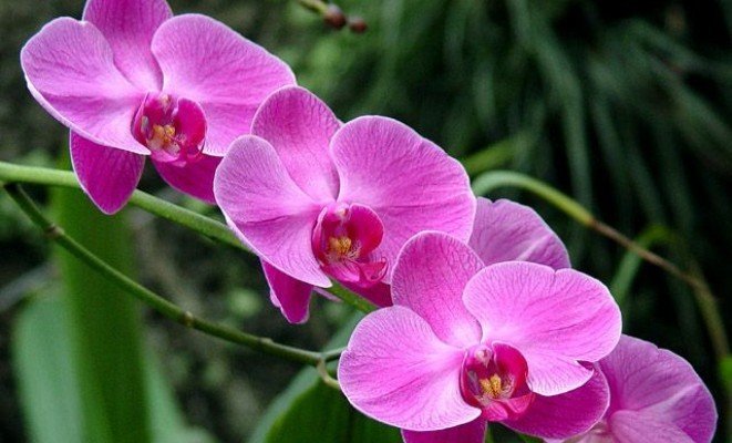 Orchideakert-Dobronak - a Gosztola Gyöngye Hotel ajánlásával