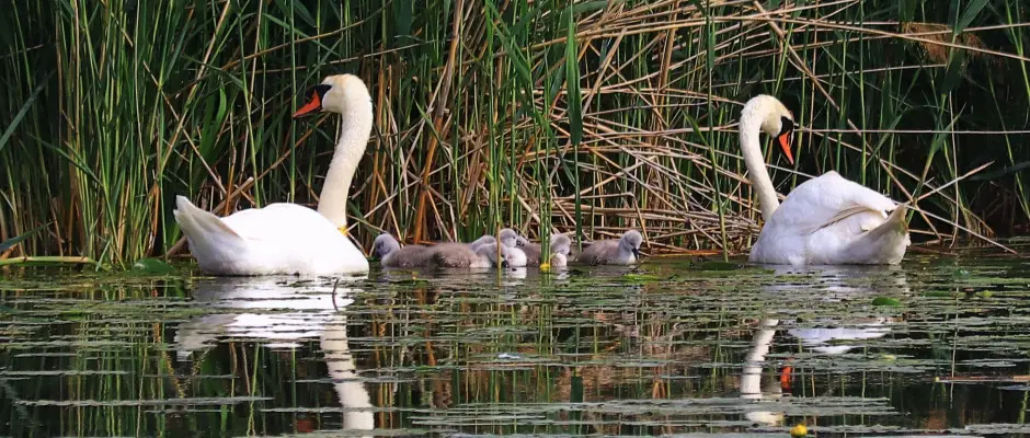 Hattyk - a Gyirmt Sport & Wellness Hotel ajnlsval