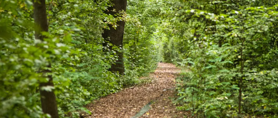 Gyomaendrd, Erzsbet-liget - a Hrs Therml Hotel ajnlsval