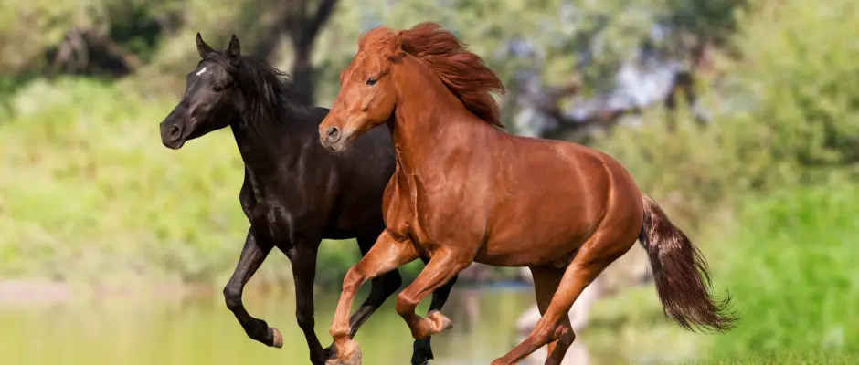 Lovas programok - a Hrs Therml Hotel ajnlsval