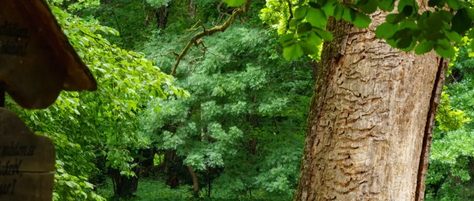 Arborétum - az Ensana Thermal Sárvár ajánlásával