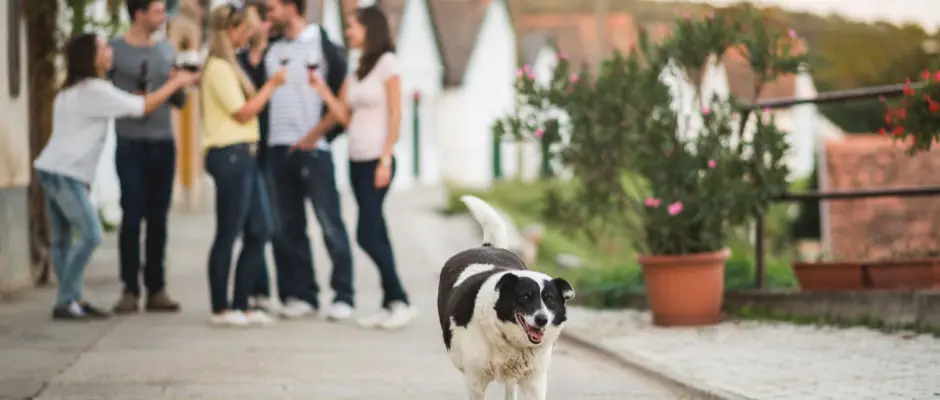 Pck kutynk a Bortrzkkal - a Hotel Cabernet ajnlsval