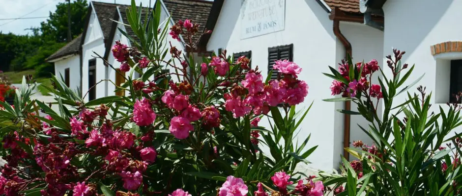 Villnykvesdi Pincesor - a Hotel Cabernet ajnlsval