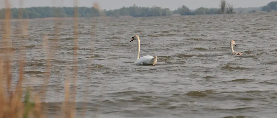 Kis-Balaton - a Hotel Freya ajnlsval