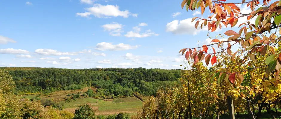 Zalakaros ltkp a borospincktl - a Hotel MenDan ajnlsval