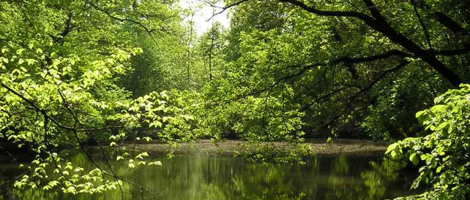 Srvri arbortum a hotelnk mellett - a Hotel Viktria ajnlsval
