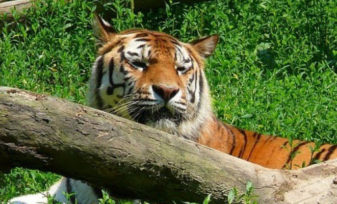 Miskolci Vadas park - a Hungária Panzió ajánlásával
