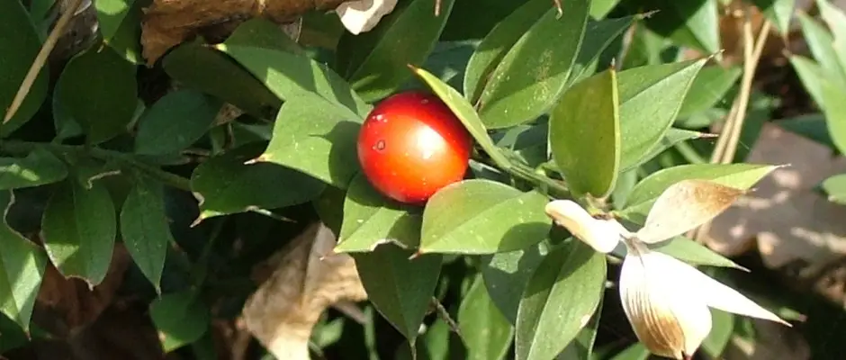 Csodabogy - a Judit Panzi ajnlsval