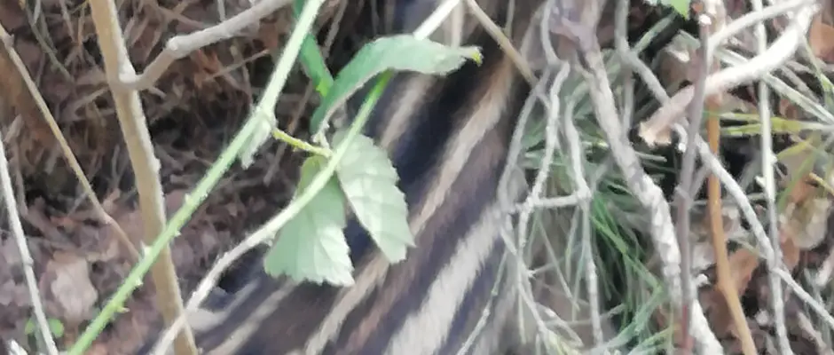 Vadmalacot talltunk kirnduls kzben (nem nyltunk hozz) - a Kerka Vendghz ajnlsval