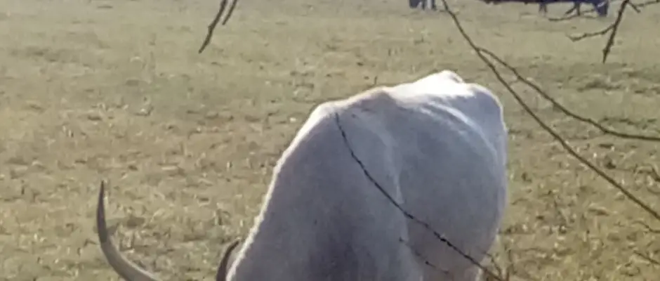 Magyar Szrke - a Kerka Vendghz ajnlsval