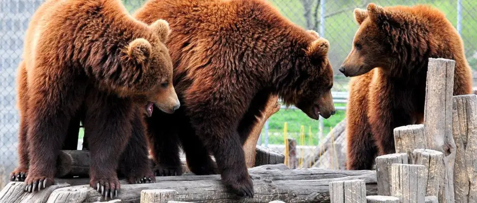 Az egyetlen Medvefarm Veresegyhzon tallhat - a Libra Hotel ajnlsval