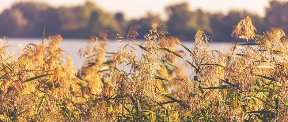 Duna part - a Mrtoni Csrda ajnlsval