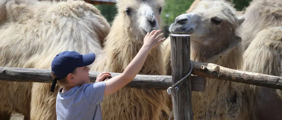 Gyurgyevc,Sahara - a Meller Kastly Villa ajnlsval