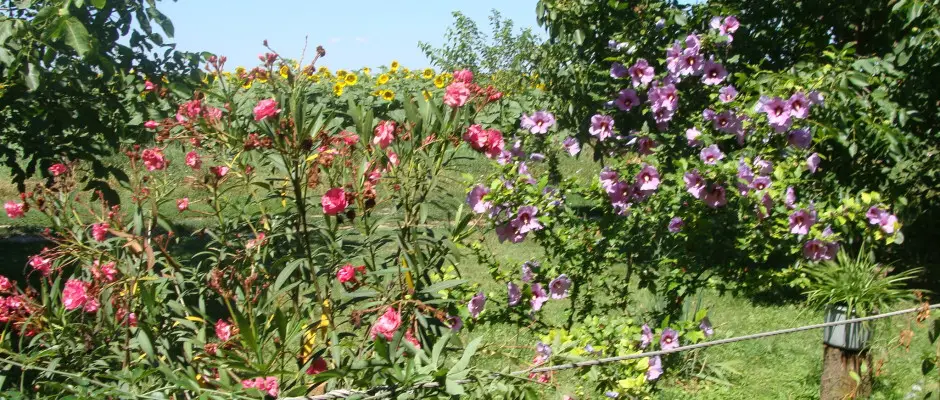 kert - a Nyugi Tanya ajánlásával