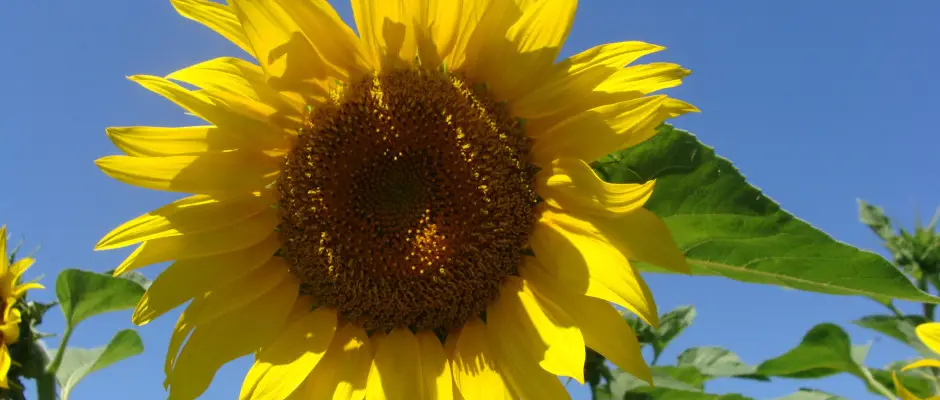 szántóföldi növény - a Nyugi Tanya ajánlásával