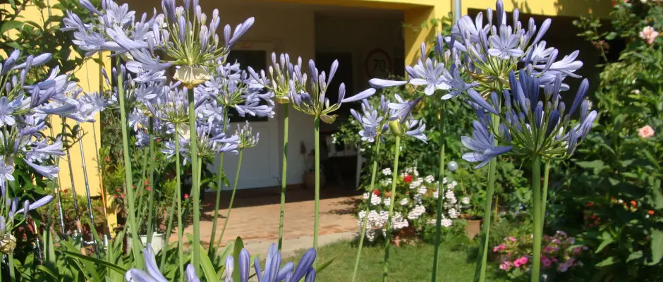 kert - a Nyugi Tanya ajánlásával