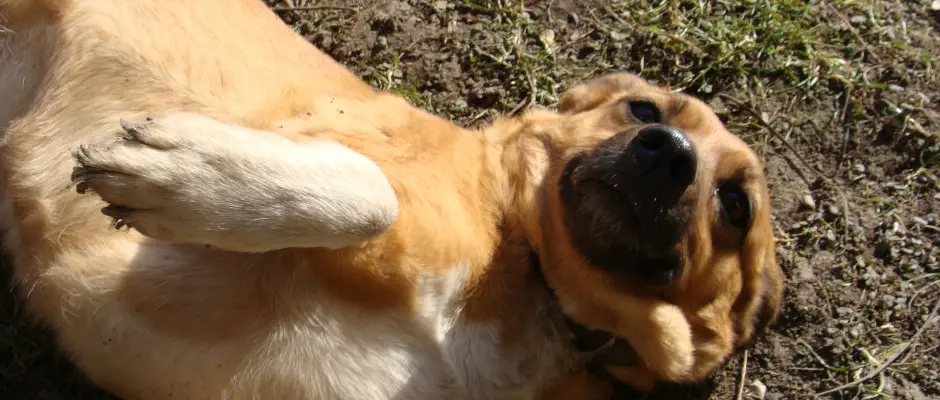 a ház őrzője és a vendégek kedvence a Zokni - a Nyugi Tanya ajánlásával