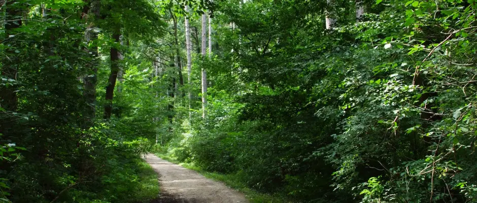 Sopron hres a rendkvl j levegjrl, klmjrl, amit ha az ember tnyleg meg akar tapasztalni, rdemes trzni egyet a Lverekben. Tbb tratvonal is a vendgek rendelkezsre ll, hogy megismerhessk ezt a gynyr krnyezetet s a soproni erdei l - a Palatinus Hotel ajnlsval