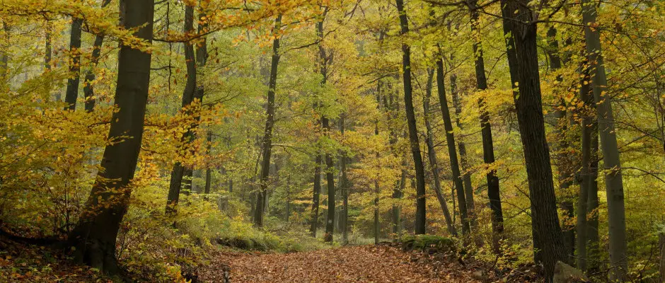 a gynyr erdei tj - a Patak Park Hotel ajnlsval