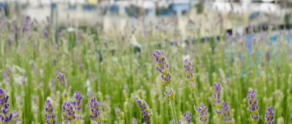 Balatonföldvár kikötő - a PSZ Hotel Beach Földvár ajánlásával