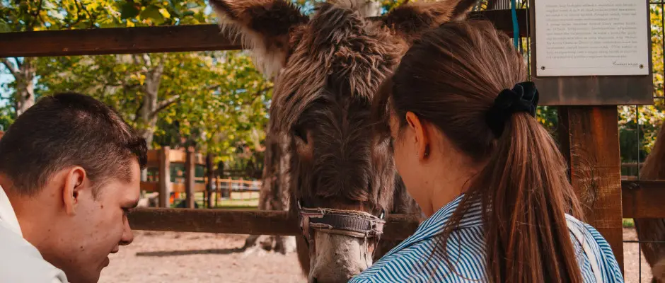 Vadkert major srvr - a R31 Residence ajnlsval