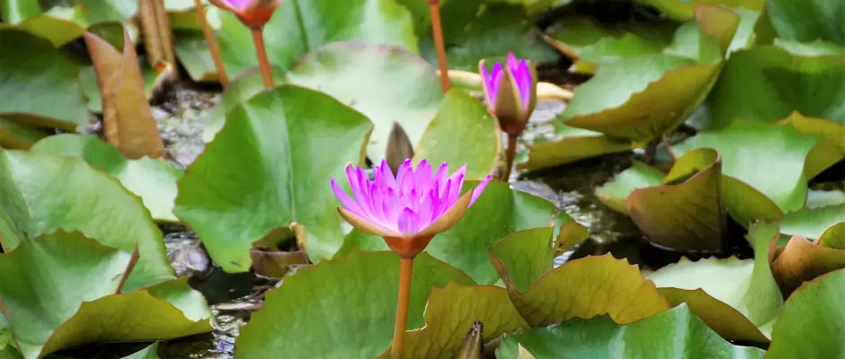 H�v�zi T� - a Hotel FIT H�v�z aj�nl�s�val