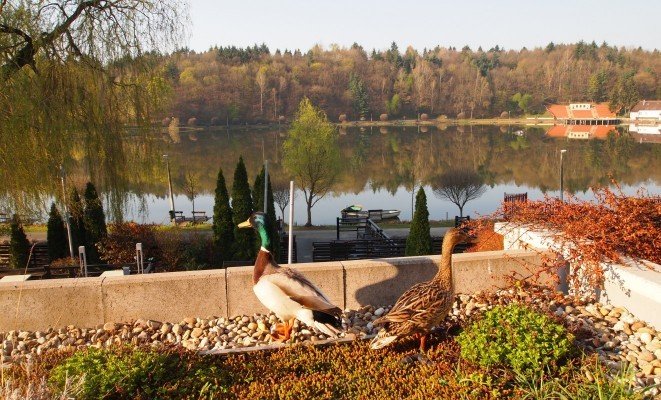 Kert - a Tó Wellness Hotel ajánlásával